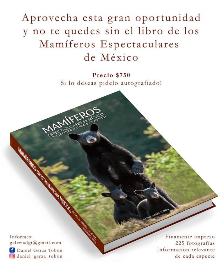 ¡Imperdible! El libro fotográfico «Mamíferos Espectaculares de México» de Daniel Garza Tobón