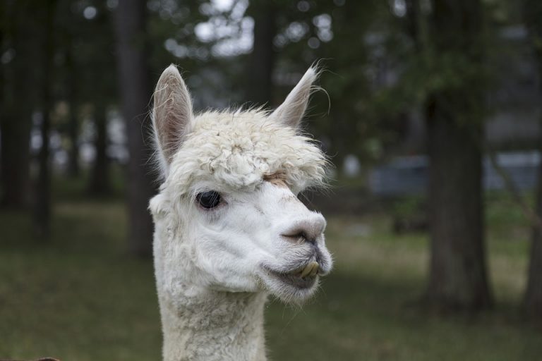 Hacia una vacuna universal de la gripe gracias a las llamas