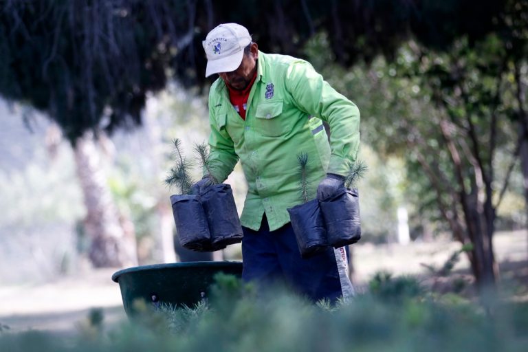 Produce vivero municipal más de 17 mil plantas y árboles al año