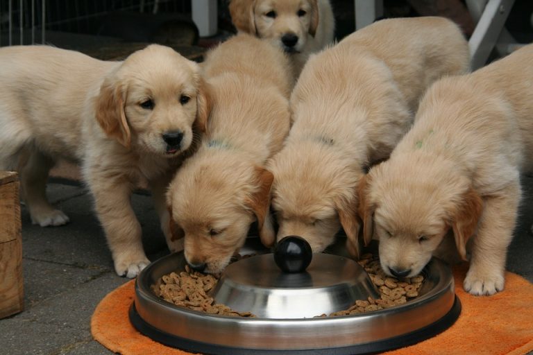 SCJN avala aplicación de IVA en alimento para mascotas