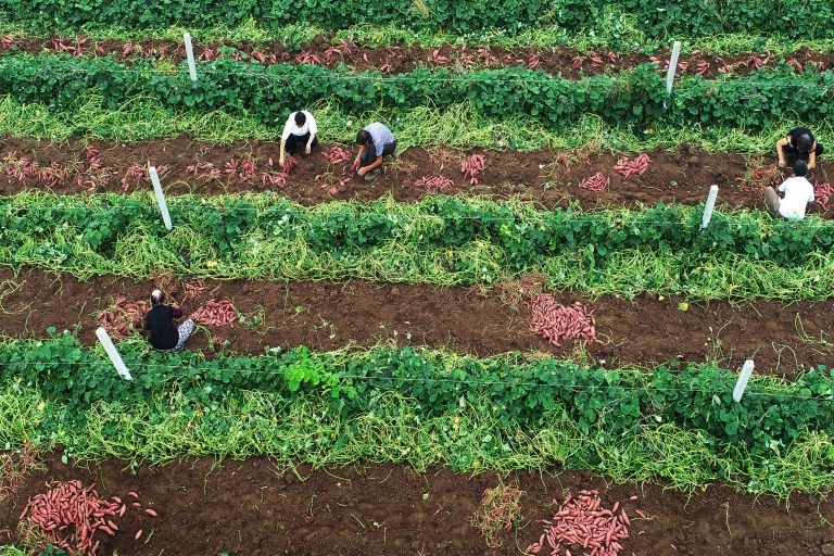 América Latina se está olvidando de sus campesinos