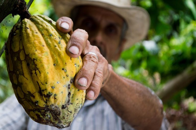 Del eterno debate sobre el origen del cacao a la riqueza gastronómica y cultural del chocolate en México