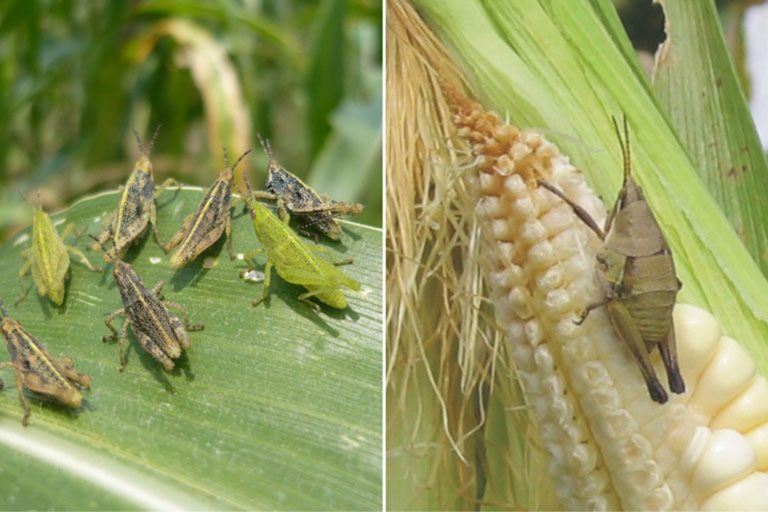 El chapulín de milpa, alternativa alimentaria