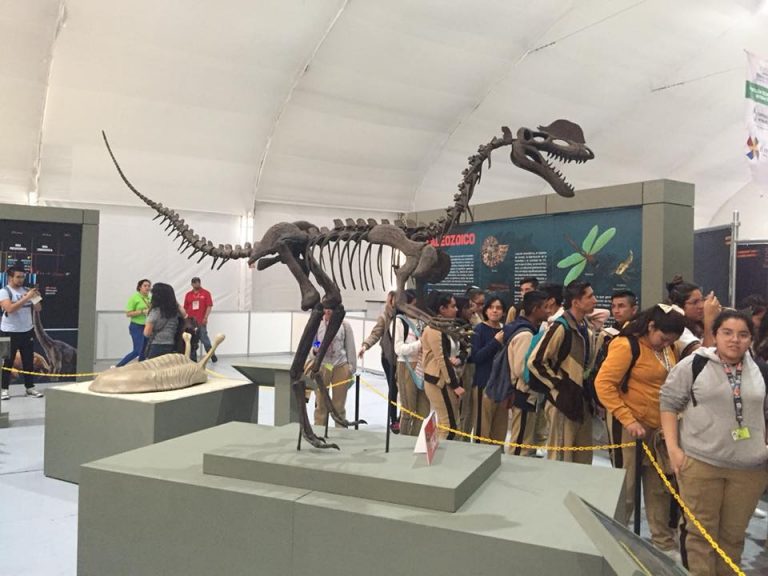 Inaugurará MUDE este jueves su nueva área de exhibición y Laboratorio de Paleontología