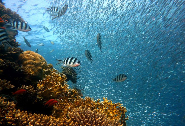 Líderes mundiales, al rescate de los arrecifes de coral