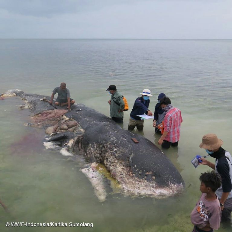 Muere ballena en las costas de Indonesia; en su interior había más de mil objetos de plástico