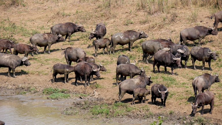 Más de 400 búfalos se ahogan en río de Namibia 