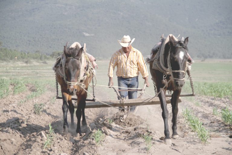 ONU aprueba una nueva Declaración Universal: la de los trabajadores del campo