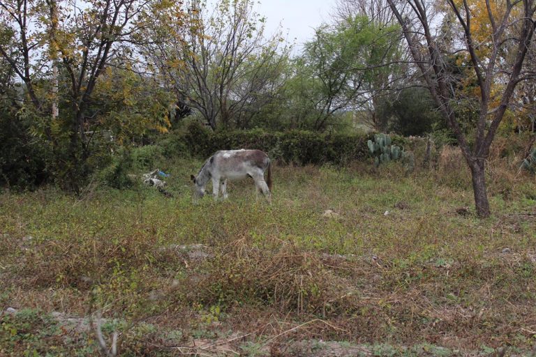 Con apoyos para el campo, fortalece Coahuila la siembra de semilla invernal