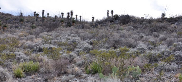 Estudia CIQA los usos potenciales y diversidad genética del guayule