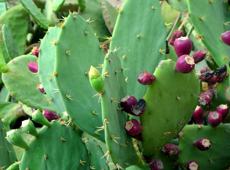 Estudia la UAAAN el potencial de las plantas del semidesierto