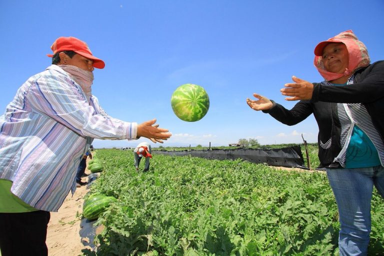 Desconocen qué programas habrá para el campo coahuilense