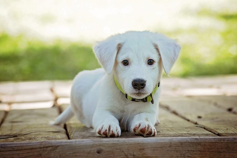 Los perritos son seres vivos, no un regalo de Navidad, exhorta especialista