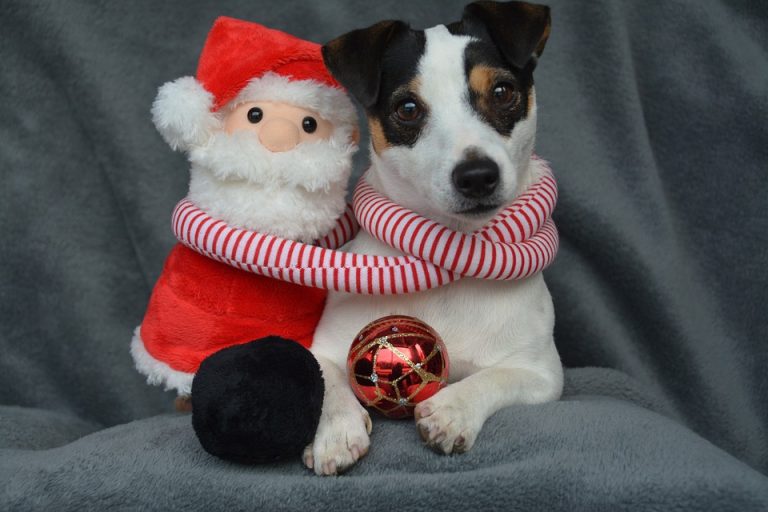 Una mascota no es un regalo desechable, sino un miembro de la familia