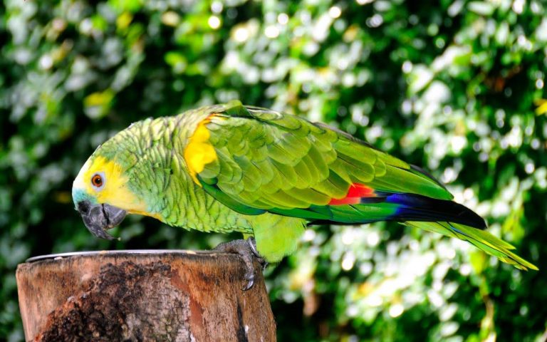 Disminuyen enfermedades en loros con dieta de alpiste, en la UNAM 