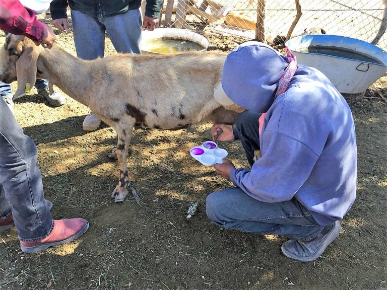 Fortalecen actividad de caprinocultores en La Laguna