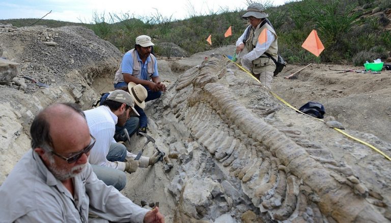 Invita MUDE a diplomados en Paleontología y Herpetología