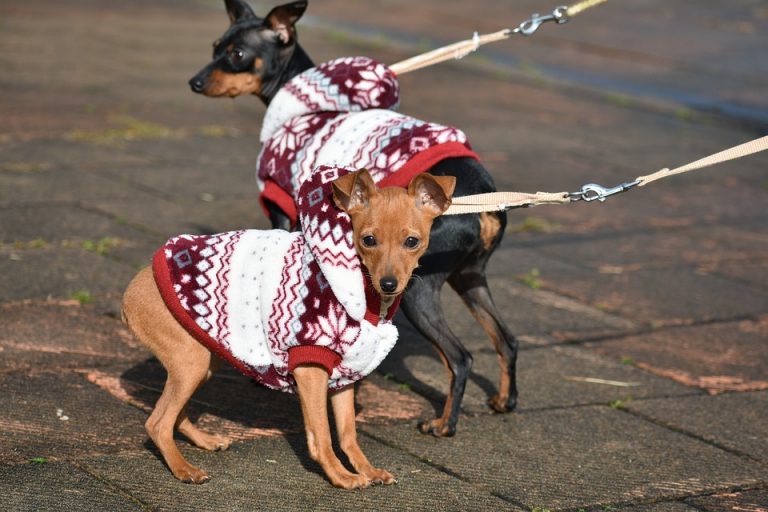 «Los perrhijos»: tendencia que afecta a las mascotas