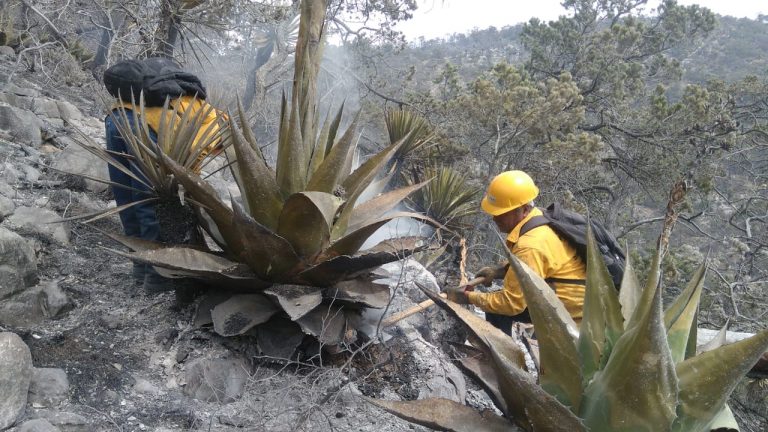 Controlado en un 85 por ciento incendio en Sierra de Arteaga; esperan liquidarlo este lunes