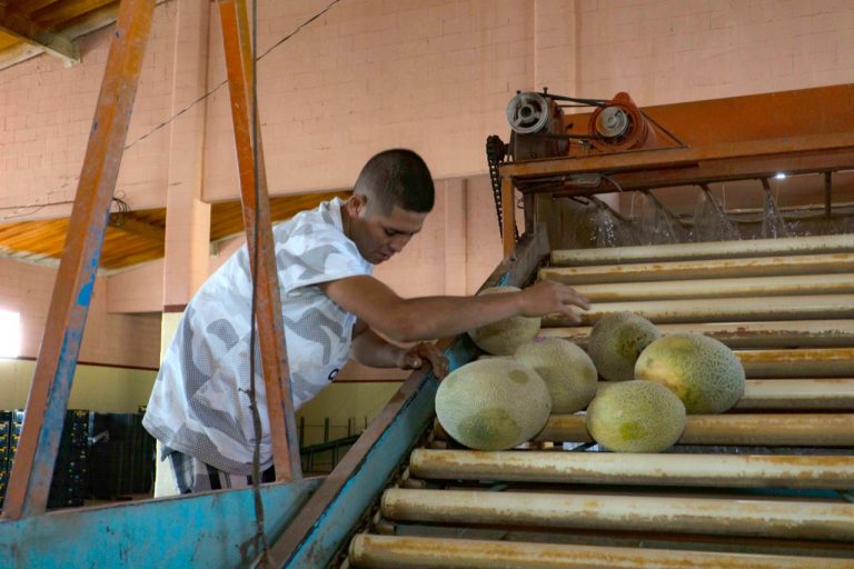 Coahuila apoya a meloneros para llevar productos al extranjero