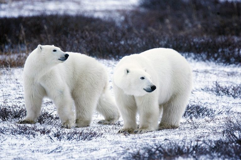 Declaran emergencia en Rusia por invasión de osos polares