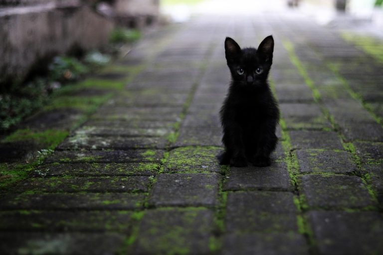 Invitan a la Feria de Adopciones y Campaña de Esterilización «Negrito de mi Corazón»