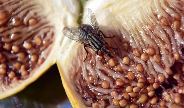 Las moscas mantienen el equilibrio ecológico de la Tierra