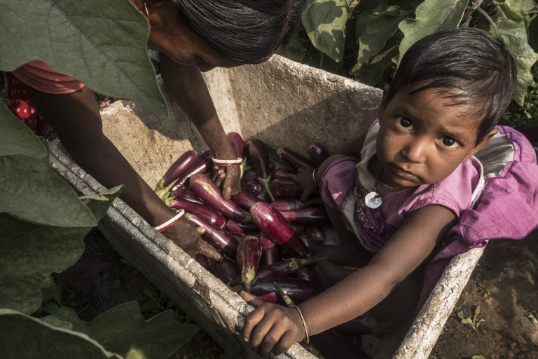 Rápida propagación de gripe porcina deja ya 226 muertos en la India