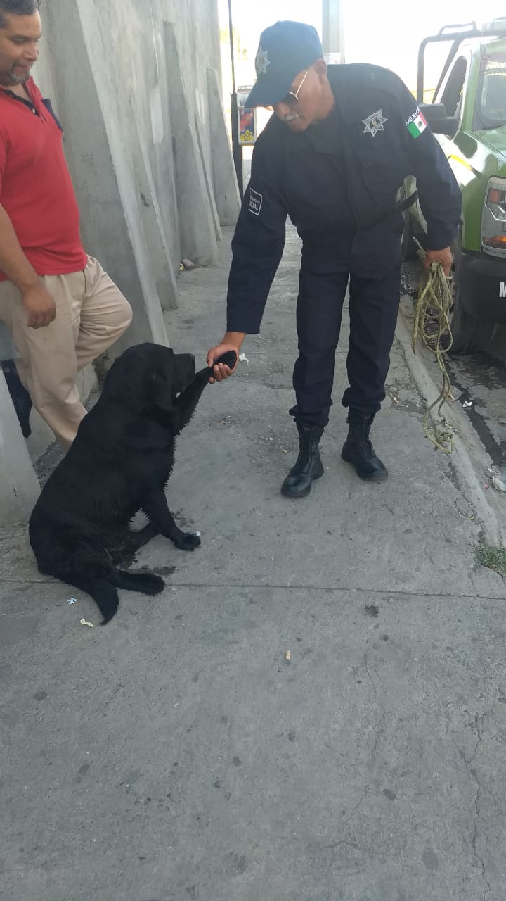 Rescata Policía Ambiental un perro; estaba en canal pluvial