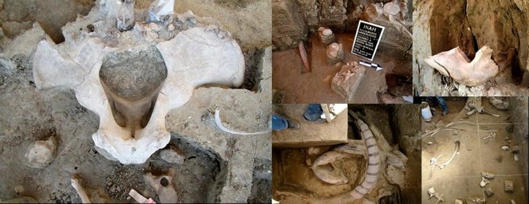 Hallan en el Estado de México siete ejemplares de mamut de unos 14.000 años de antigüedad