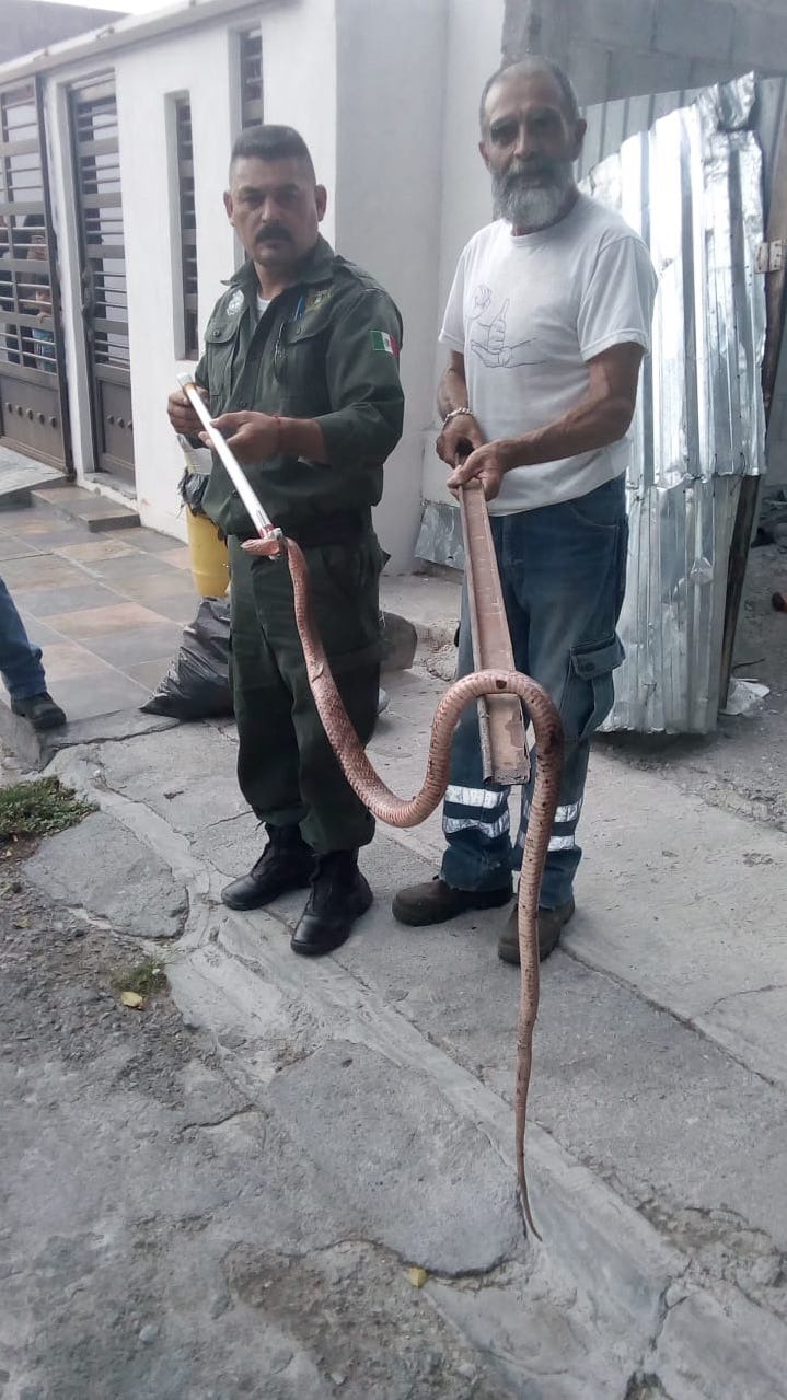 Recupera serpiente Policía Ambiental