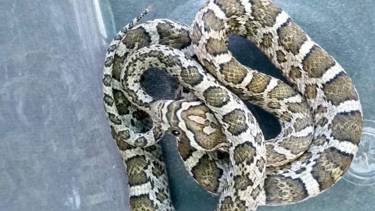 Recupera Policía Ambiental animales silvestres