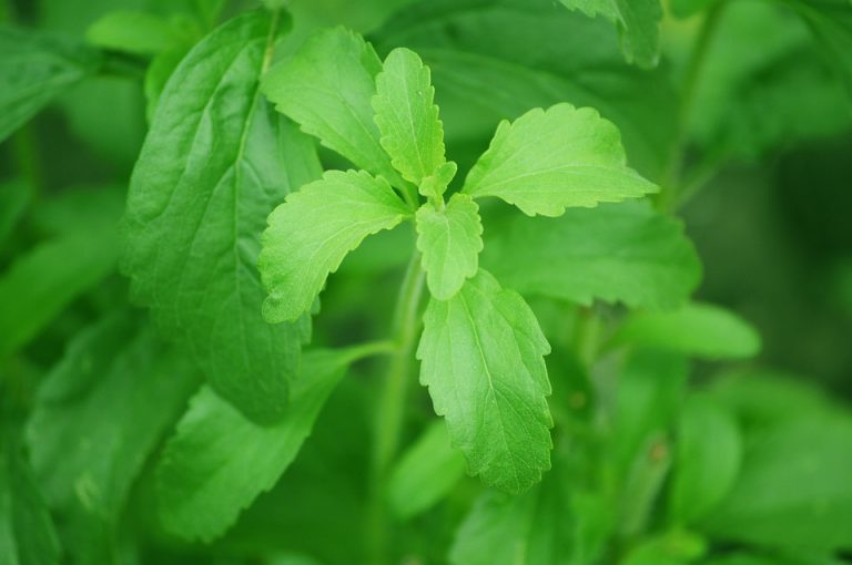 Azúcares derivadas de la planta de stevia previenen fibrosis en el hígado: Cinvestav