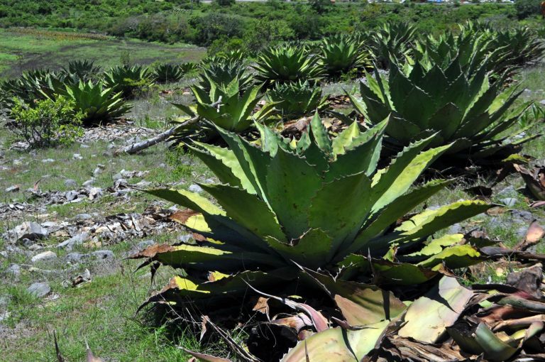 Combinan producción de mezcal con desarrollo rural y mantenimiento de la biodiversidad