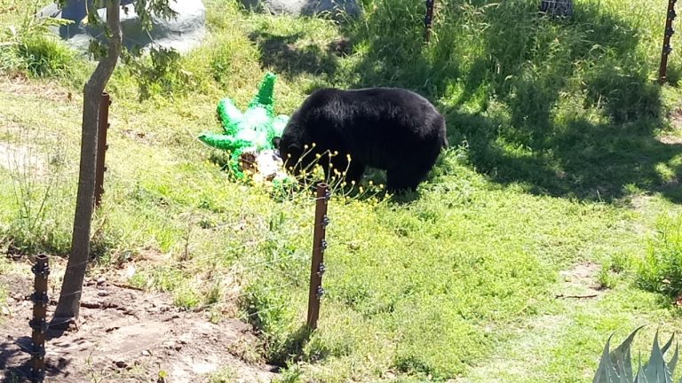 Celebran saltillenses a osos negros del MUDE