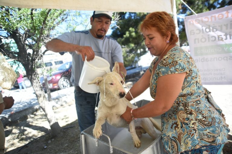 Evite a sus mascotas el golpe de calor