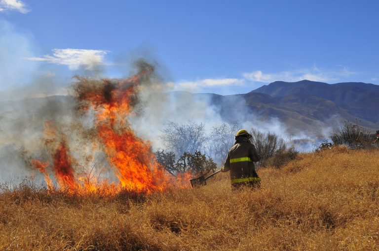 Ubican nuevo incendio forestal en Múzquiz