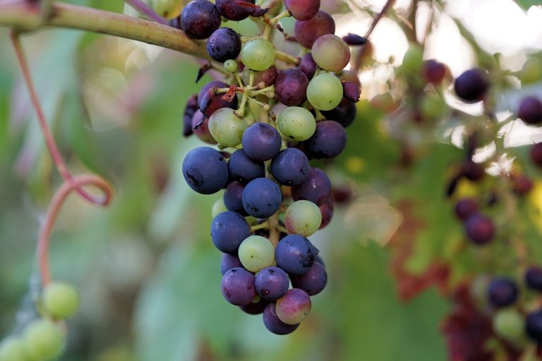 Compuesto presente en uvas y moras ayuda a inhibir la propagación de células cancerosas