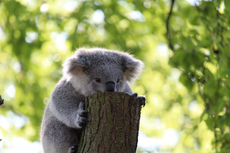 El koala estaría ‘virtualmente extinto’ y sería nuestra culpa