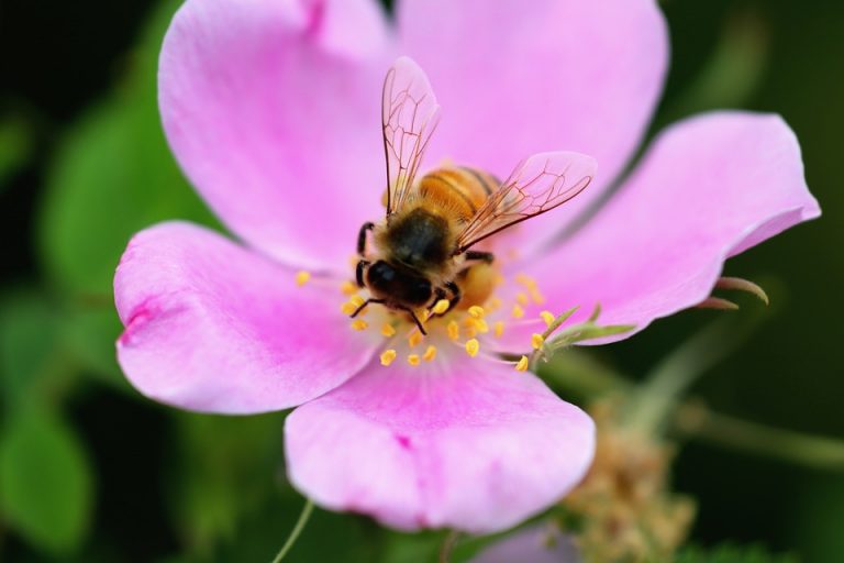 En peligro la abeja maya