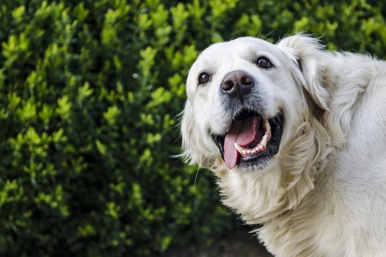 5 enfermedades que afectan a tu mascota en la temporada de lluvias