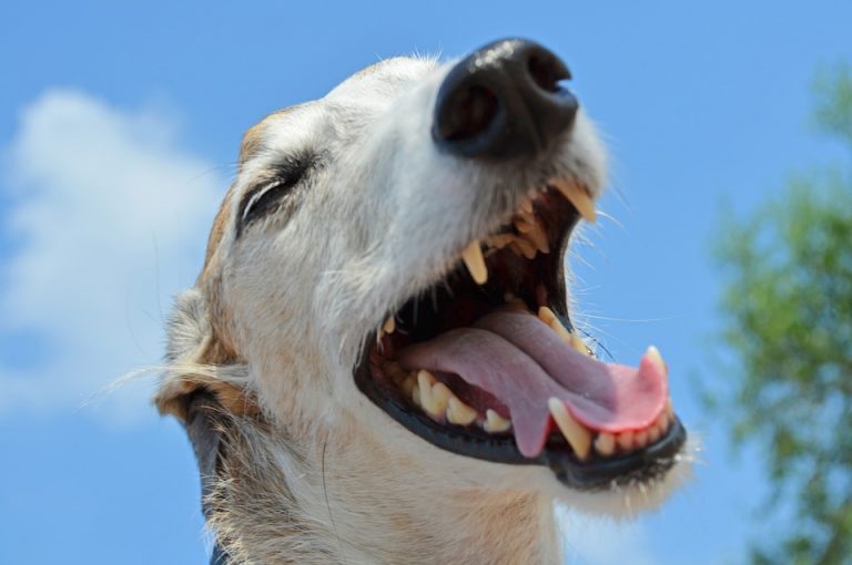 ¿Mascota sin enfermedades? Límpiale los dientes