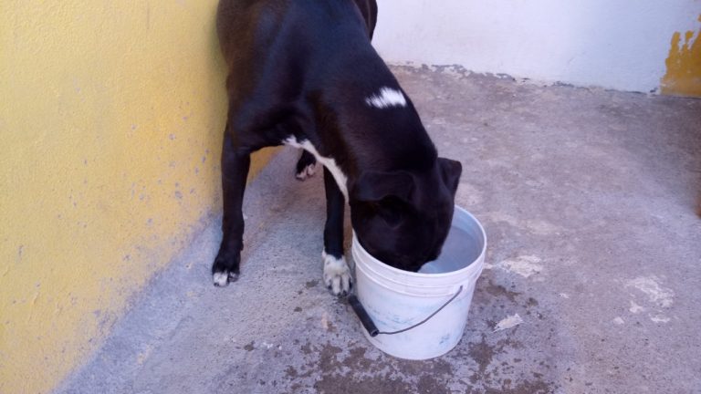 Reactivan campaña “Agua para un perro” por altas temperaturas en Saltillo
