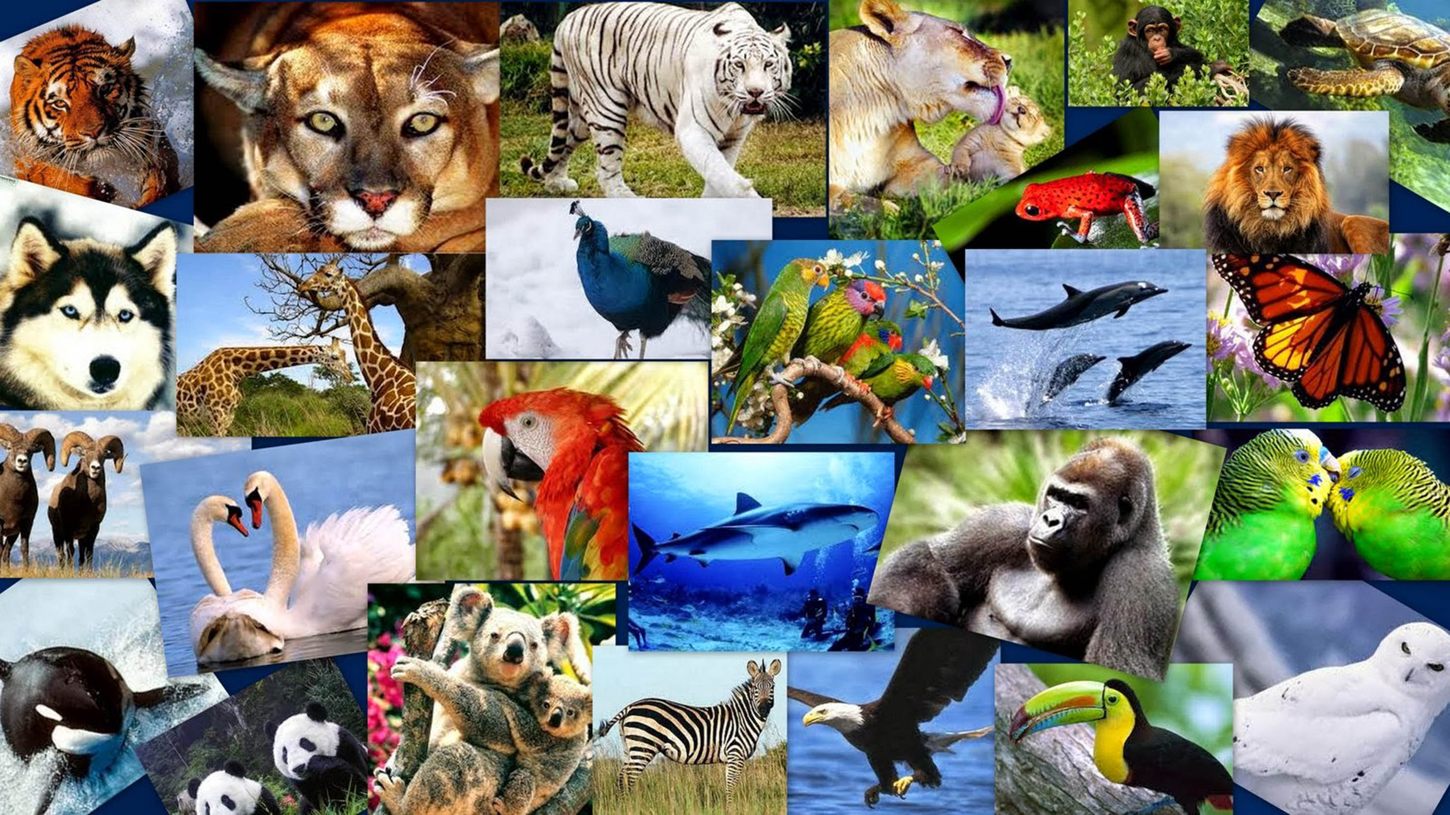 Как объяснить высокое разнообразие животных. Животные коллаж. Много животных. Мир животных.