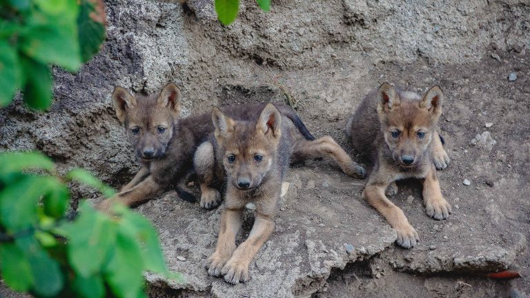 Nacen nuevos cachorros de lobo gris mexicano en el Museo del Desierto