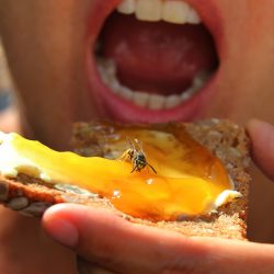 ¿Qué hago si me pica una avispa?