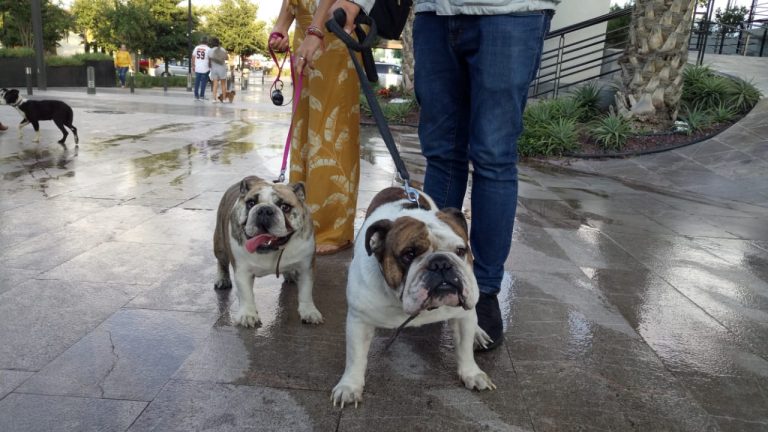 Celebran con éxito Festival de Cuatro Patas en el Parque Centro