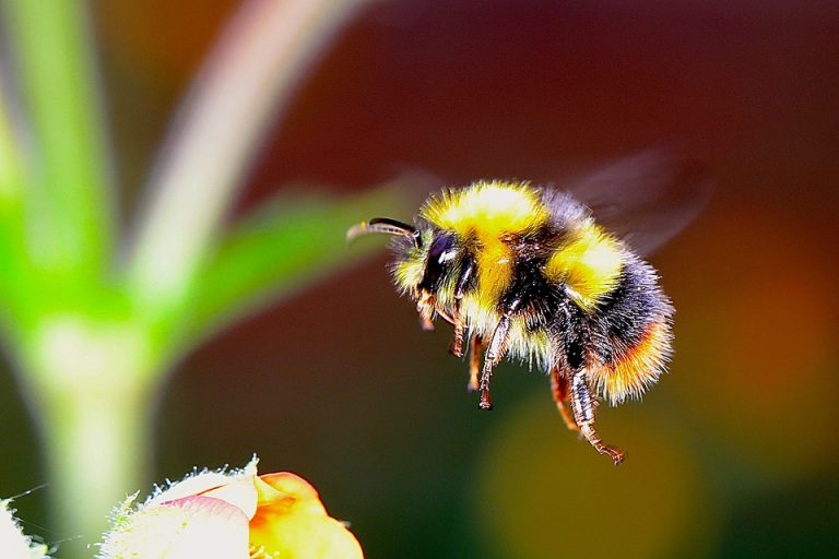 Abejorros que polinizan chile y jitomate están en peligro de extinción