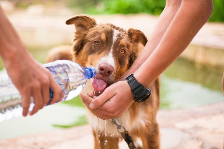 Cuida a tu mascota de las altas temperaturas durante la canícula