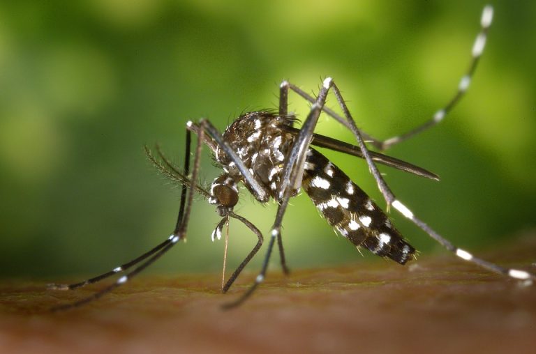 Estudio internacional demuestra que el zika causa retraso en el neurodesarrollo infantil